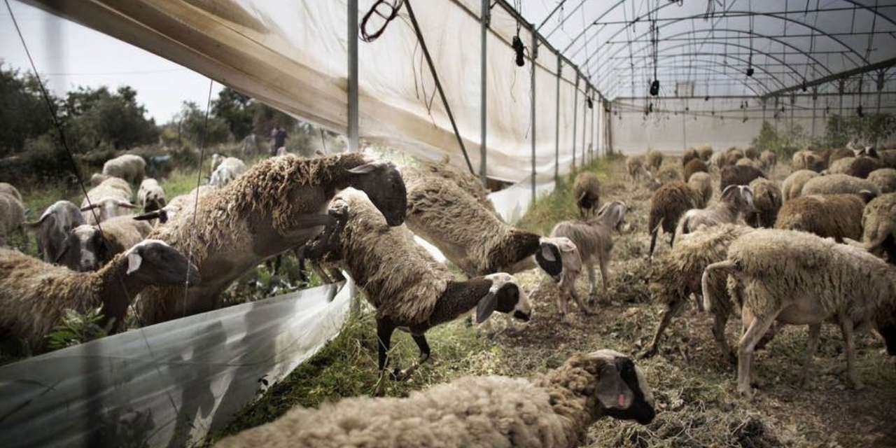 Salgın alarmı! Yüz binlercesi meleye meleye can verdi...
