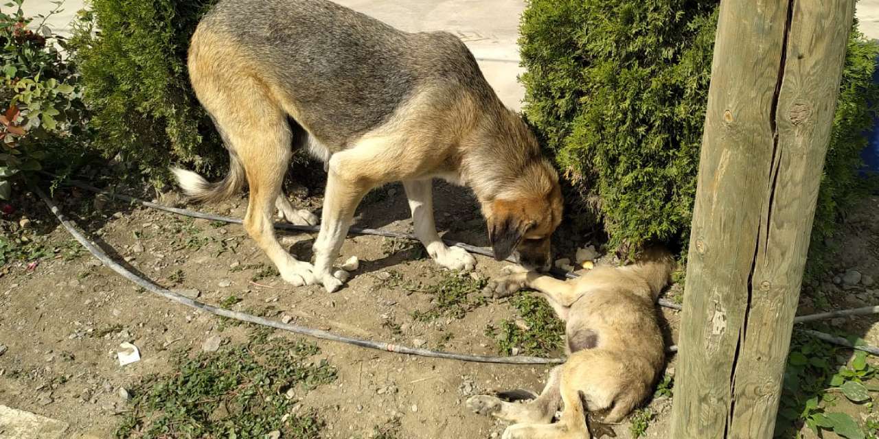 Yavrusuna araba çarptı! Başından bir an olsun ayrılmadı