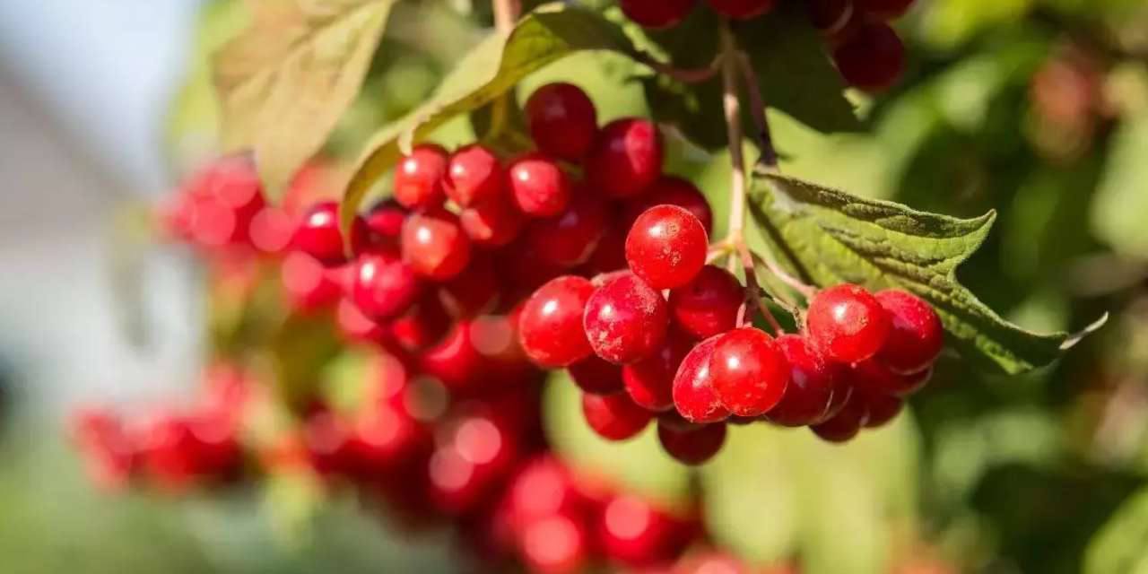 Kızılcık alana da satana da yarıyor: Gribi de şıp diye kesiyor