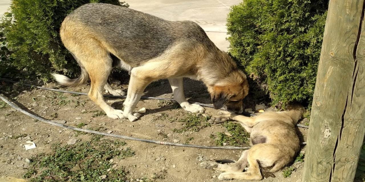 Aracın çarptığı yavrsunun başından bir an olsun ayrılmadı