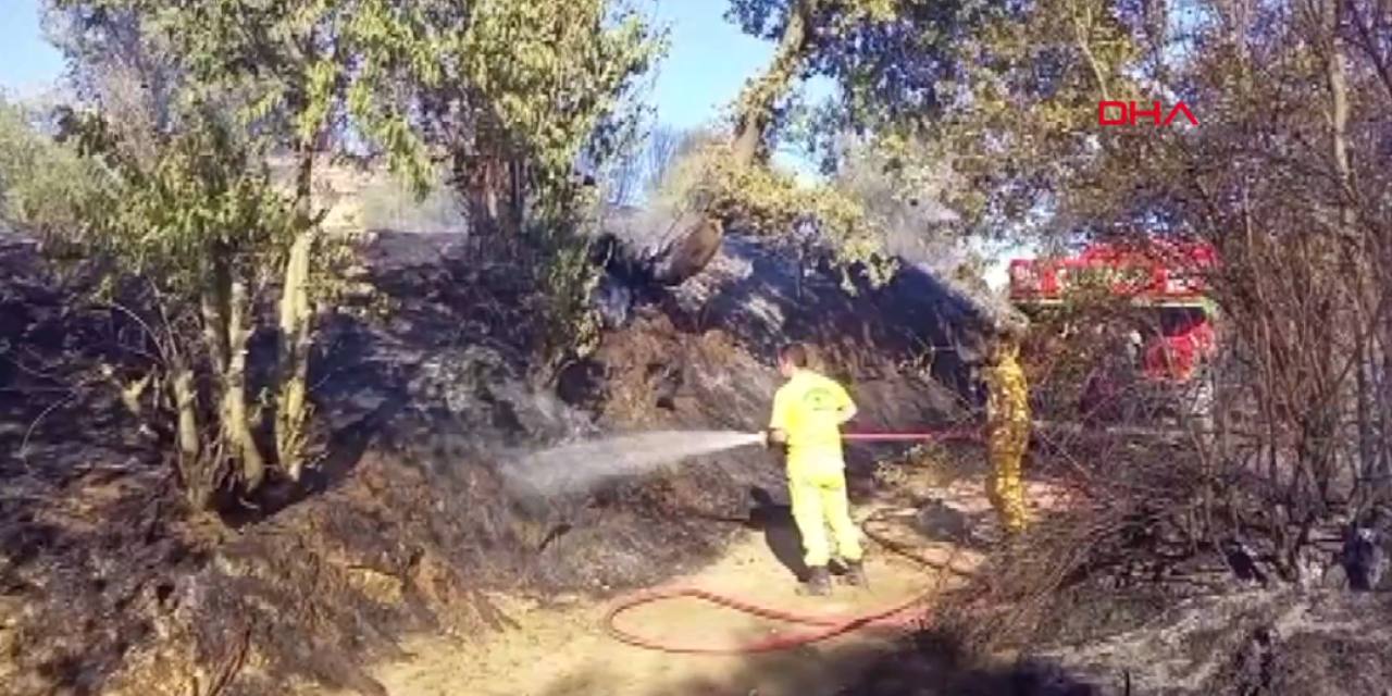 Nazilli'de zeytin ağaçları yandı