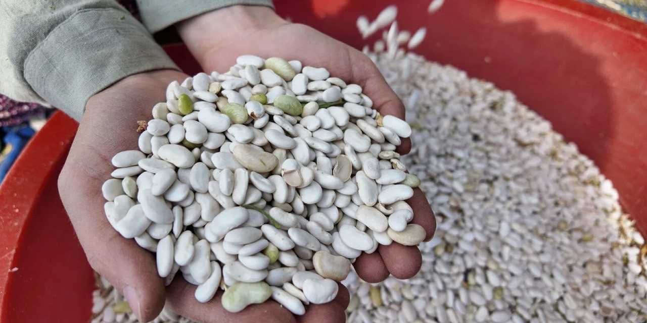 Kuru fasulye hasadı başladı: Türkiye'nin her yerine gönderiliyor