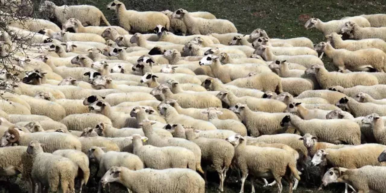 Erzincan’da kaybolan 300 koyun İHA destekli operasyonla bulundu