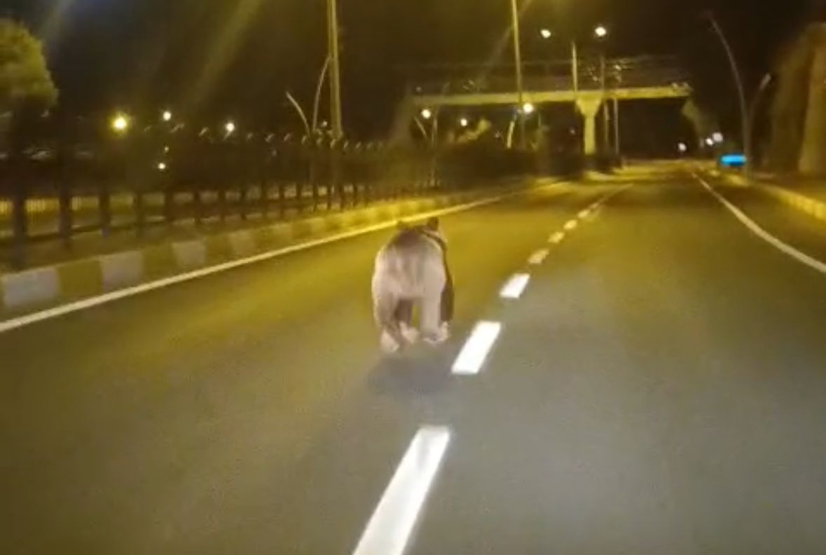 Tunceli'de ayı şehir merkezine indi: Mahalle arasında izini kaybettirdi!