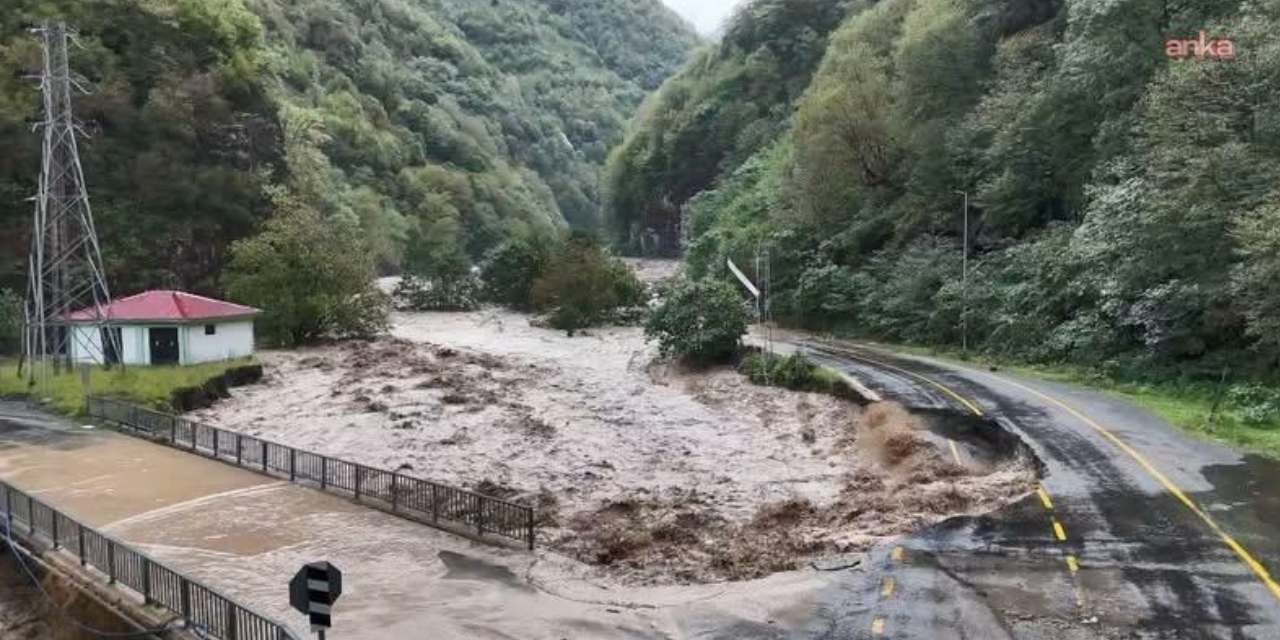 Selden kaçan yavru ayılar tünele sığındı