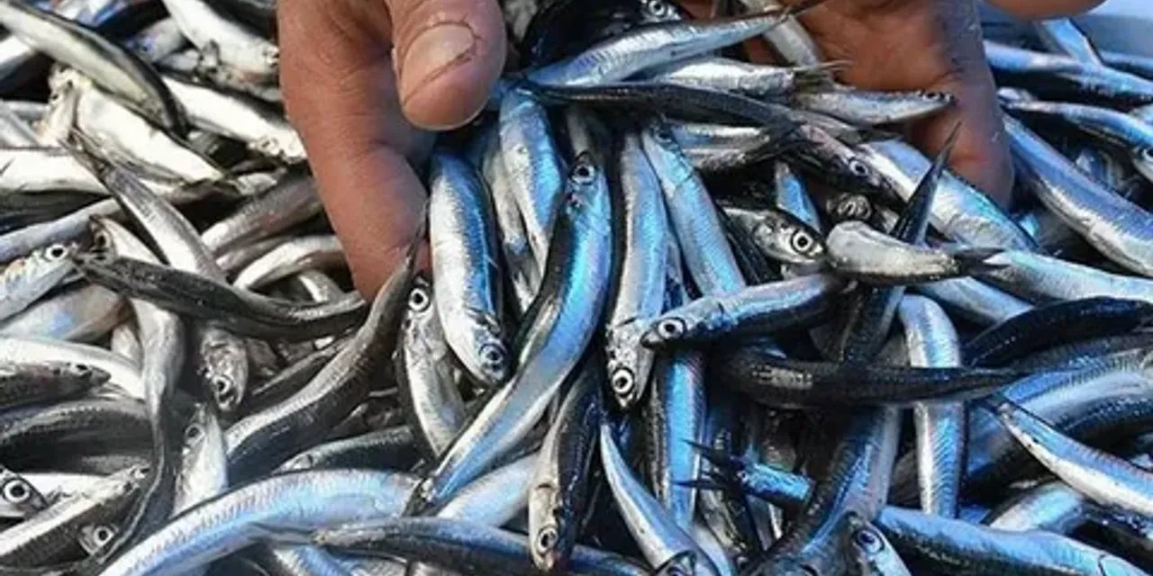 Ordu'da balıkçılar 500 kasa hamsiyle döndüler: Kilo fiyatı 100 liraya kadar düştü