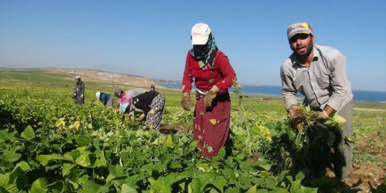 Bitlis'te 37 bin tonluk hasat başladı