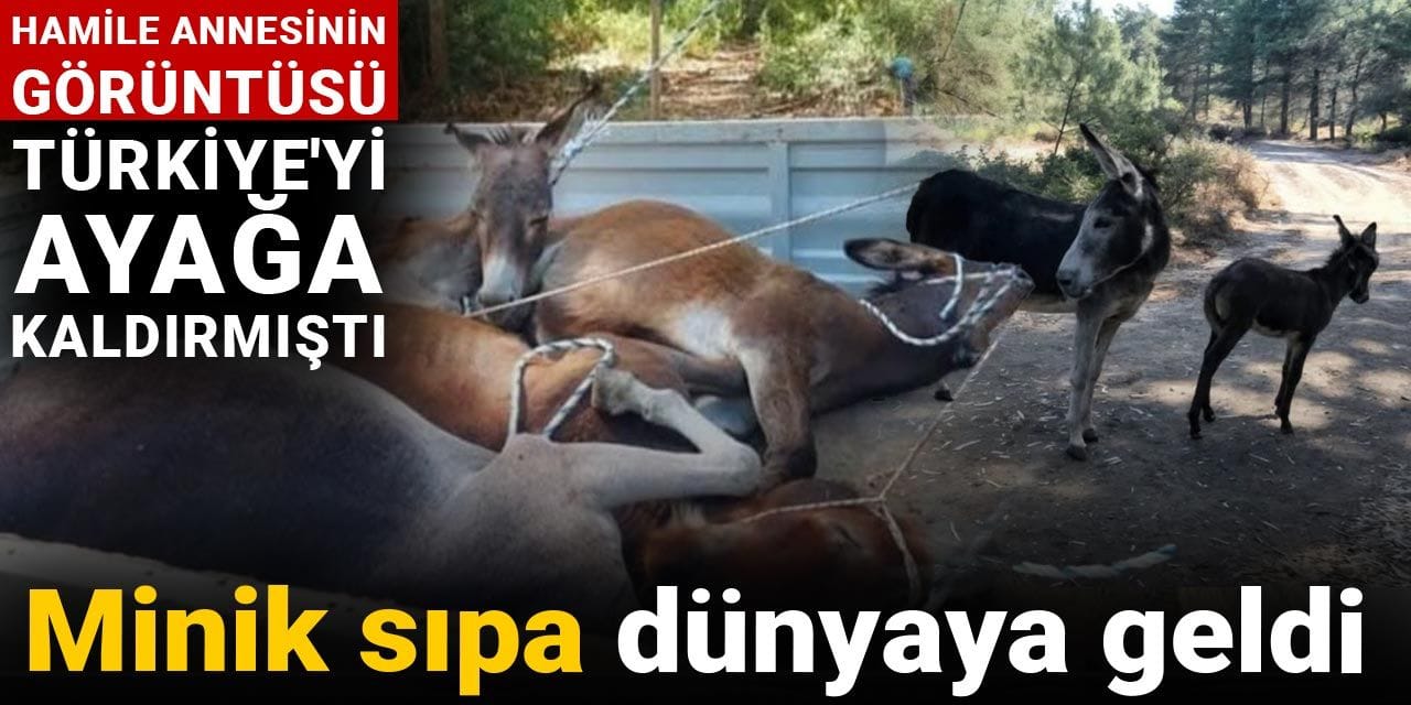 Hamile eşeğin o görüntüsü Türkiye'yi ayağa kaldırmıştı: Minik sıpa dünyaya geldi