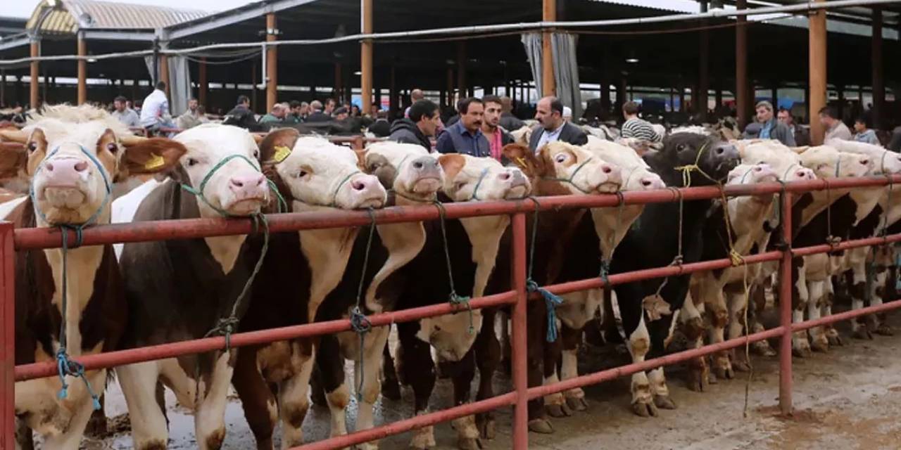 Hisarcık'ta şap alarmı: İlçe karantinaya alındı