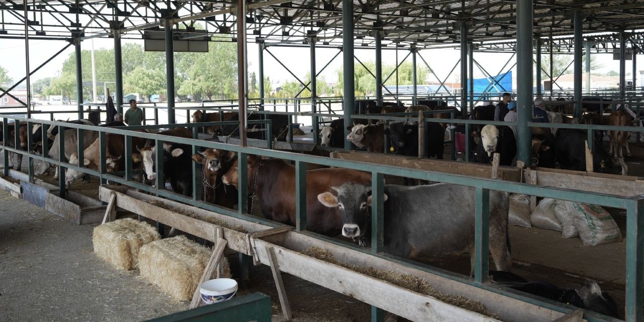 Şap alarmı! Hayvan ticaretinin merkezine kilit vuruldu