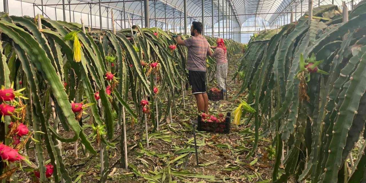 Türkiye'de üretimi başladı! Enfeksiyon, kan şekeri ve yaşlanmaya karşı birebir: Kilosu 150 TL
