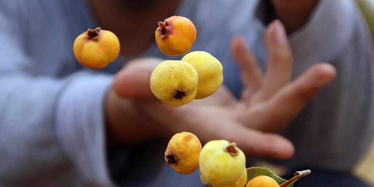 Hititlerin dua ettiği kutsal ağaç "sarayların altın meyvesi" Yozgat'ta toplanmaya başlandı