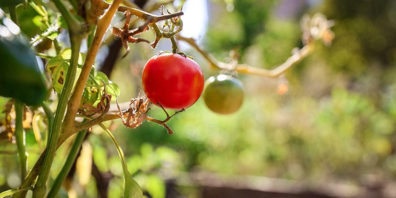 Toprağa dokunmak isteyenler için fırsat: Kent bostanları için başvurular başlıyor