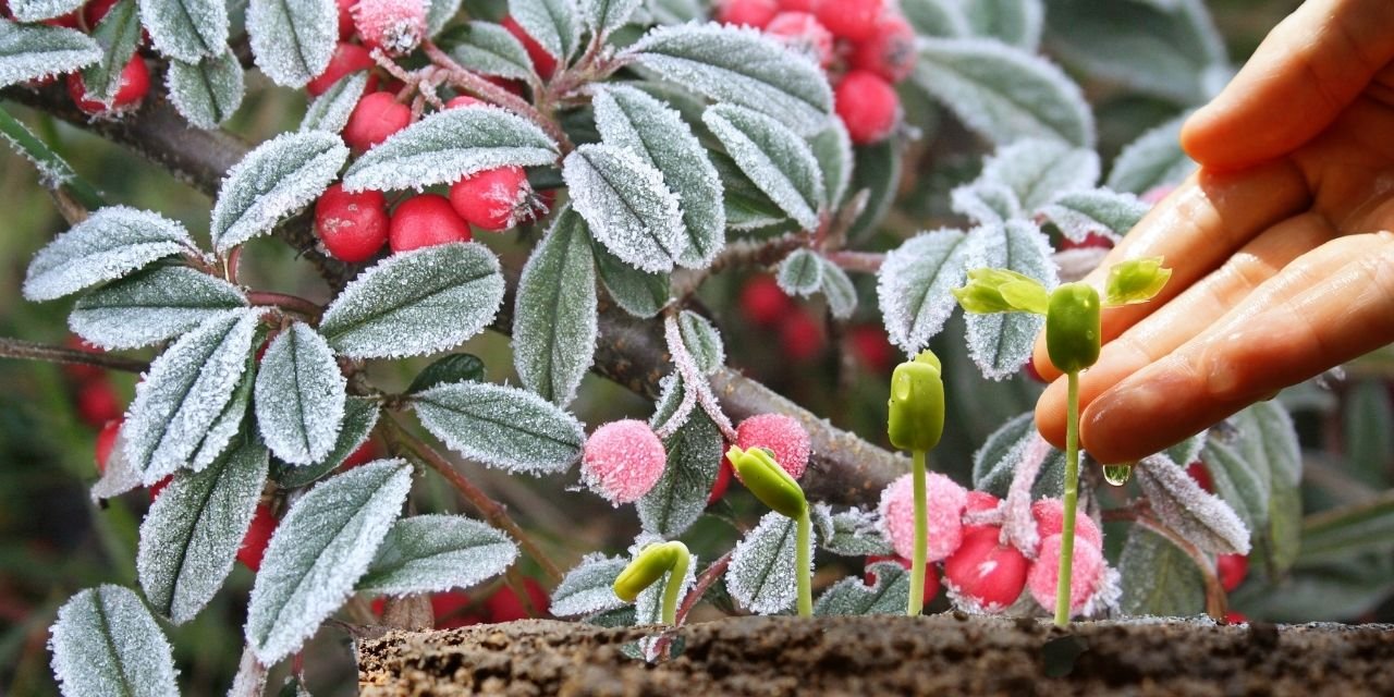 Don ve kuraklığın faturası ağır: İhracat şampiyonuydu ciddi kayıp bekleniyor