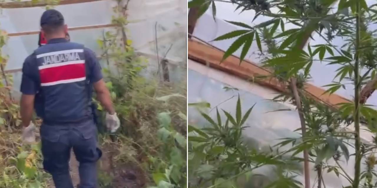 Samsun’da salatalık serasında kenevir yetiştiren şüpheli gözaltına alındı