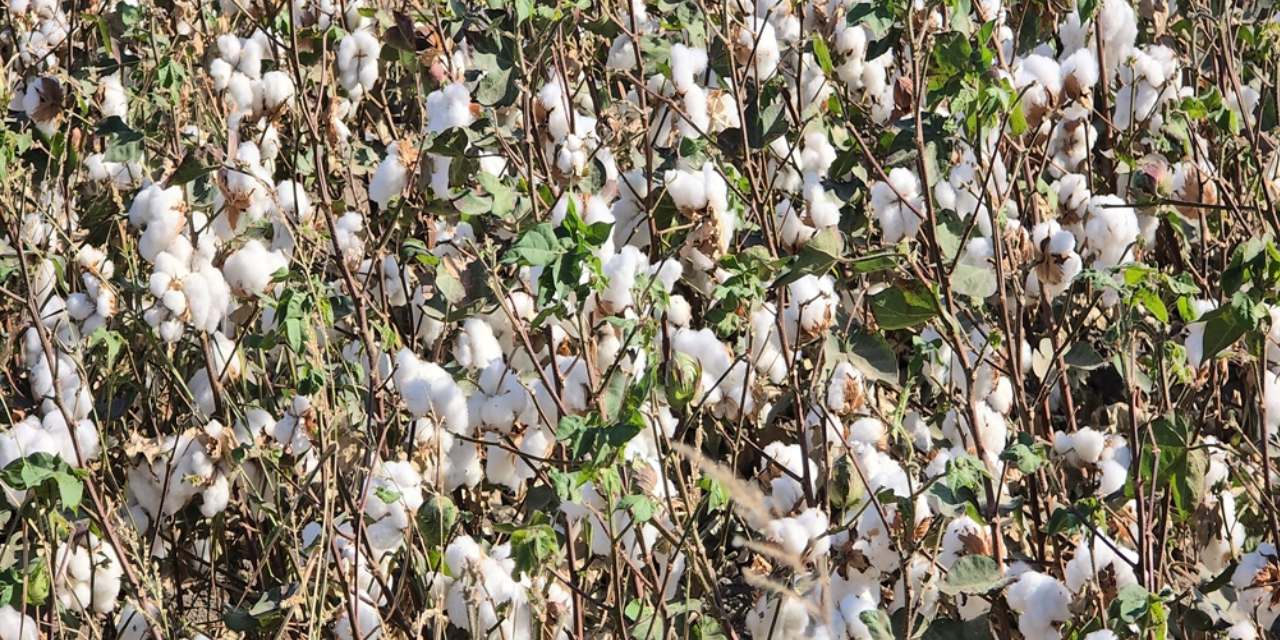 Hatay'da yılın ilk pamuk hasadı başladı