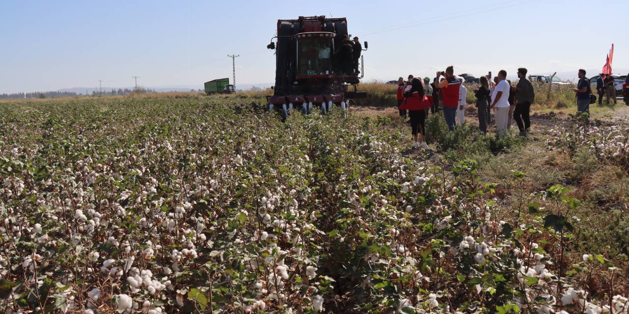 290 bin dekarda 140 bin ton ürün bekleniyor: Beyaz altında hasat zamanı