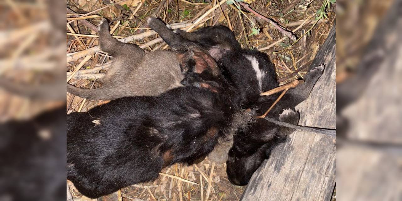 Bu nasıl vahşet: 3 yavru köpeği aynı iple boğmuşlar