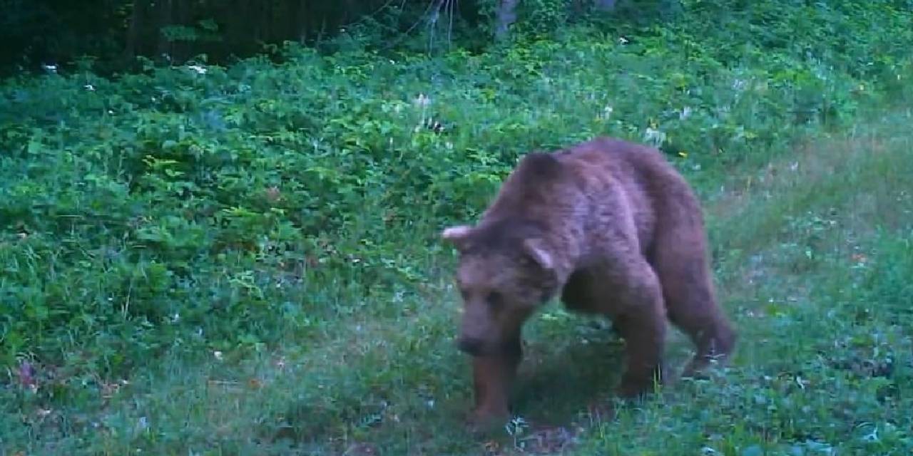 Bartın'da bozayı öldüren 2 kişiye rekor para cezası