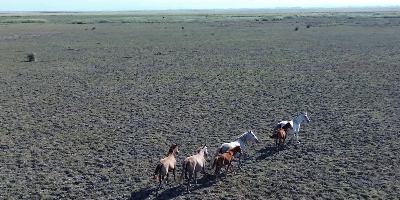 Yüzlerce yılkı atı vahşi doğanın kalbinde dört nala koşuyor