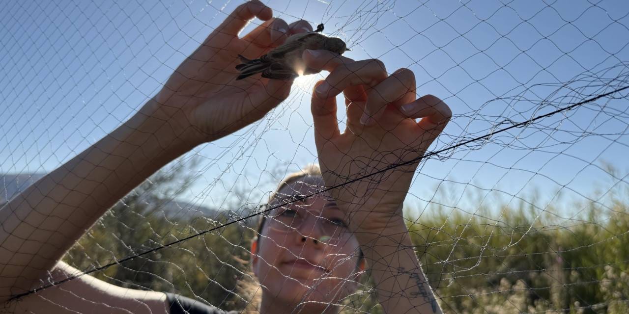 Aras Kuş Cenneti’nde göç telaşı başladı