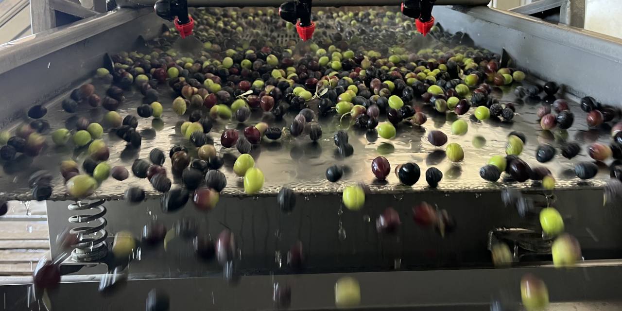 Zeytin fabrikada umut tarlada: Hedef 450 ton