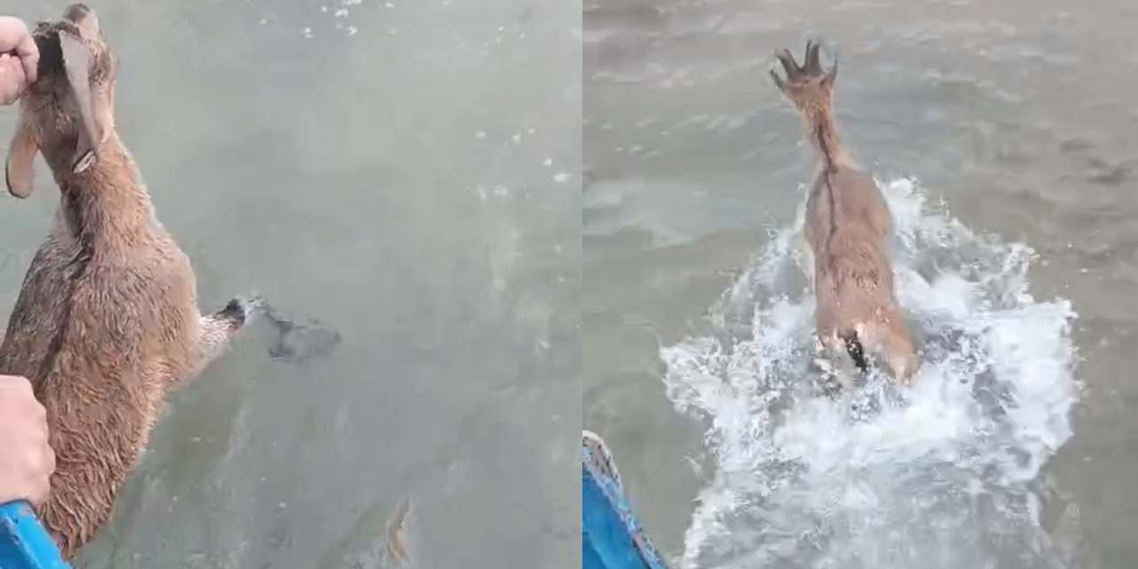 Dağ keçisi göle düştü: Balıkçılar seferber oldu!