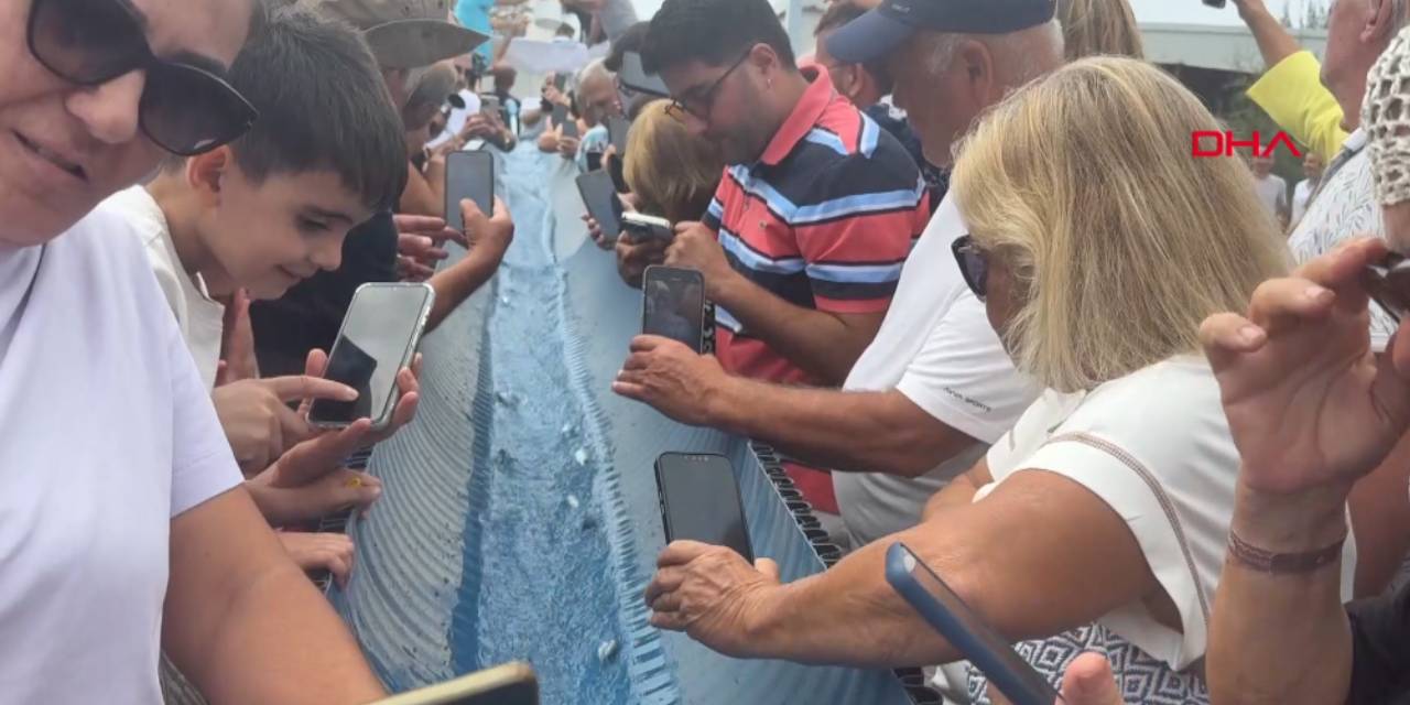 Uluslararası festivalde 100 bin yavru balık denizle buluştu