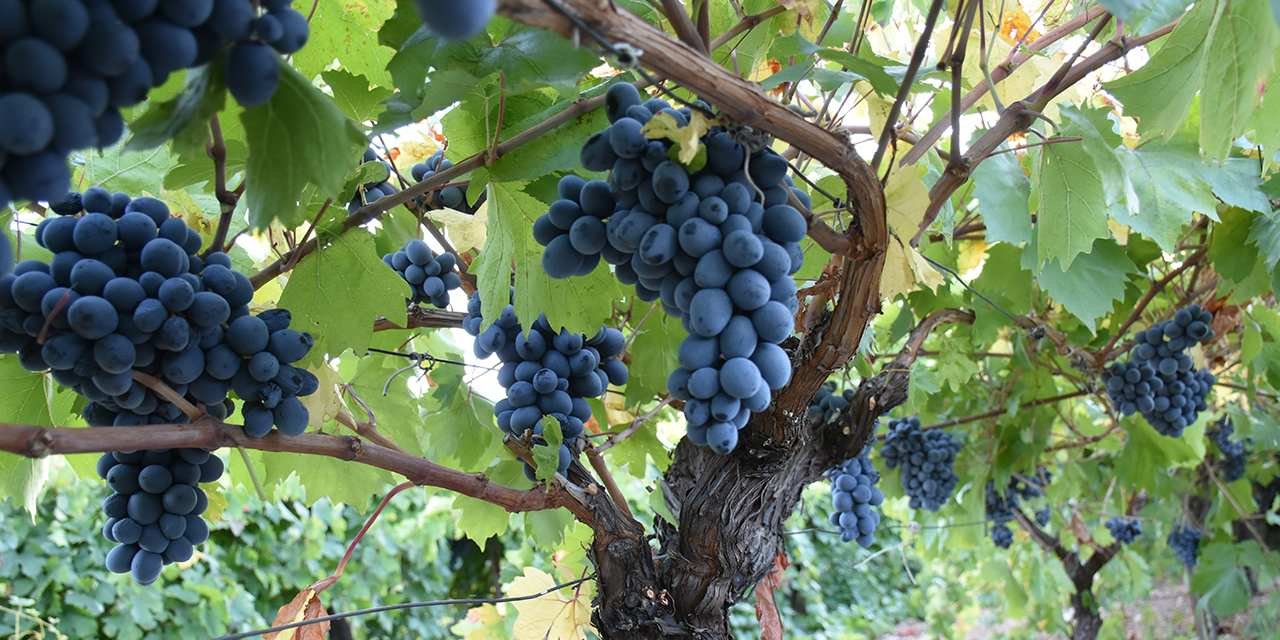 Don üzüm yaktı, fiyat yüksek: Verim %30 azaldı