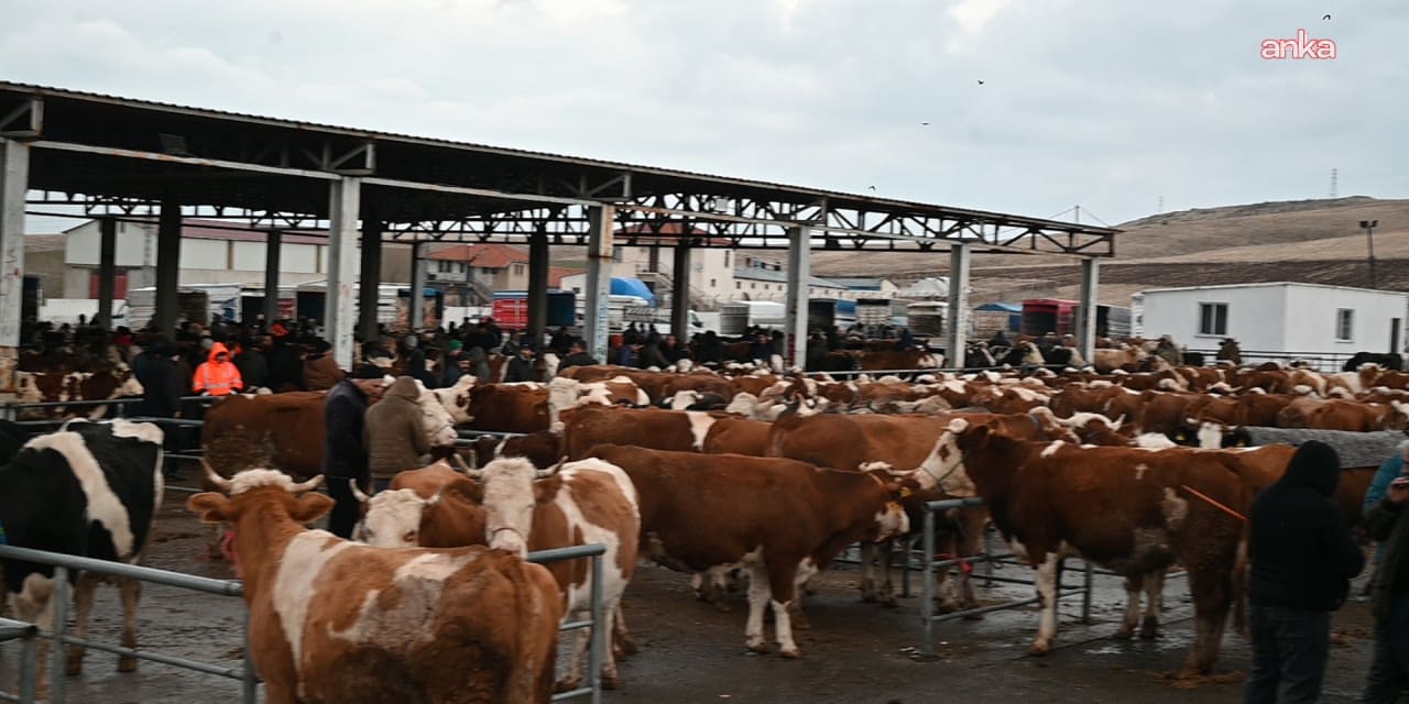 Bir şap alarmı daha! Hayvan pazarı karantinaya alındı