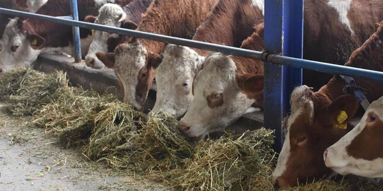 Şap hastalığı yayılıyor: Hayvan pazarı karantinaya alındı
