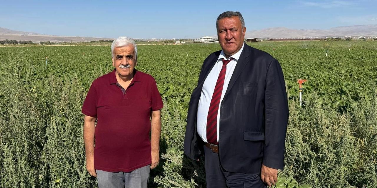 Çiftçinin fiyat çıkmazı: Hasat başladı sessizlik sürüyor