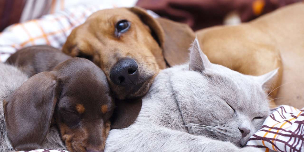 Köpek sahiplerinden vergi alınacak