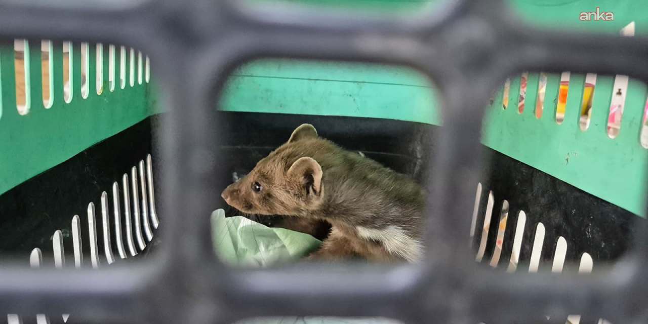 Aydın'da aracın çarpıp yaraladığı gelincik tedaviye alındı