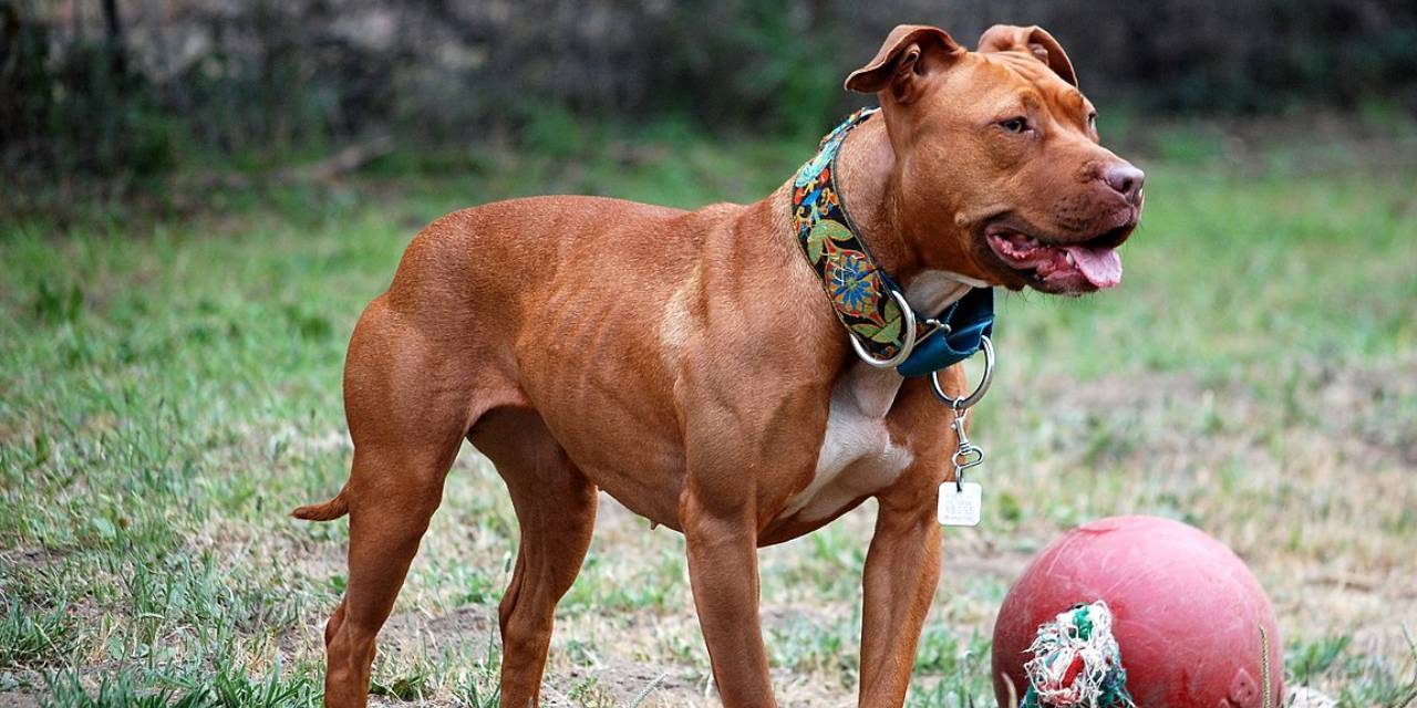 Tartıştıkları kişinin üzerine pitbull saldırtmışlardı: İstenen ceza belli oldu