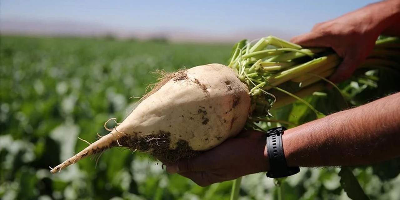 Bakanlık şeker pancarı alım fiyatını yeniden açıkladı