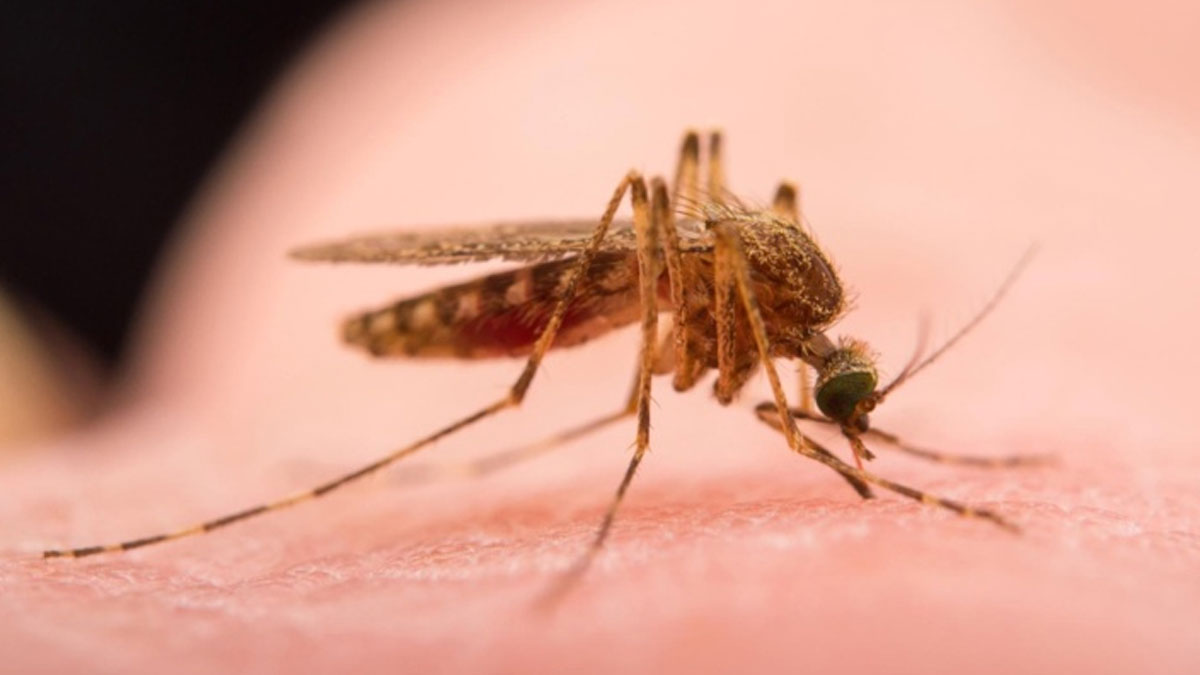 Sivrisinekler virüs mü bulaştırıyor?