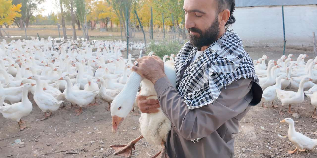 Kazı ördeği tavuğu K9 köpeği gibi yetiştirdi