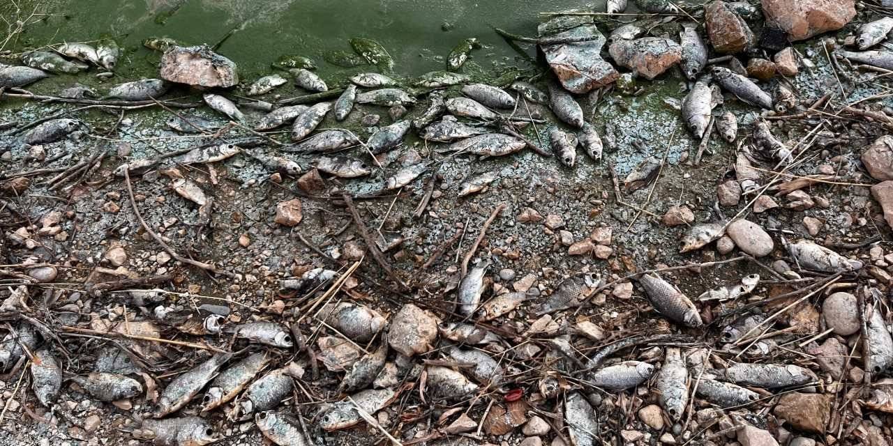 Botan Çayı'na ölüm yağdı! Kıyılar ölü balıklarla doldu taştı