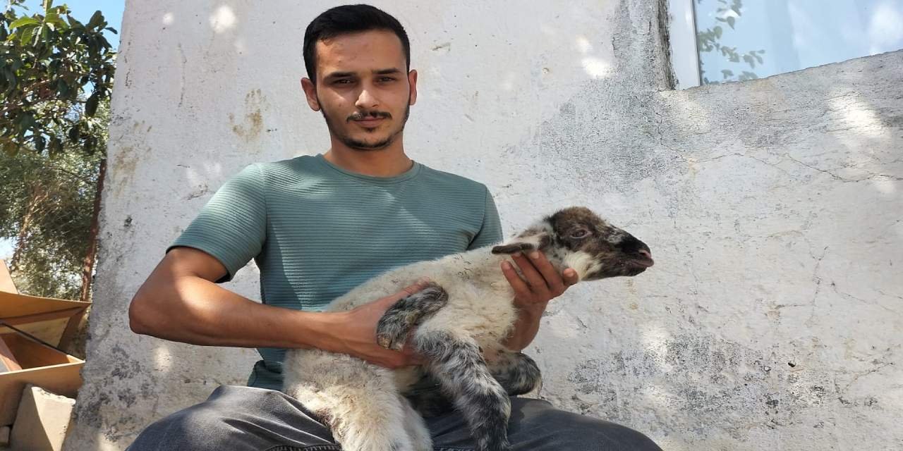 Antalya'da doğan kuzuyu görenler gözlerine inanamadı: Veterinerler anlam veremedi