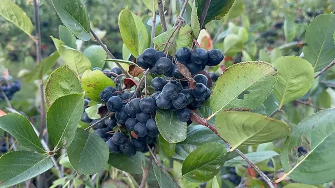 Bayburt'ta süper meyve aronya sevinci