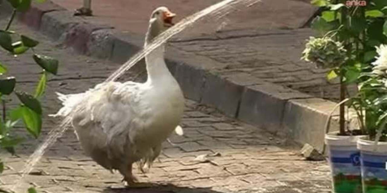 Kadıköy’ün maskotu Rodi 18 yıl sonra yeniden Çarşı'da