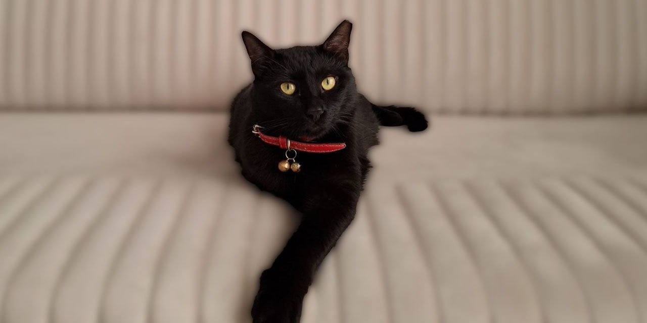 Veteriner Hekimler Odası Başkanı uyardı: Evcil hayvanlar karne hediyesi değildir!