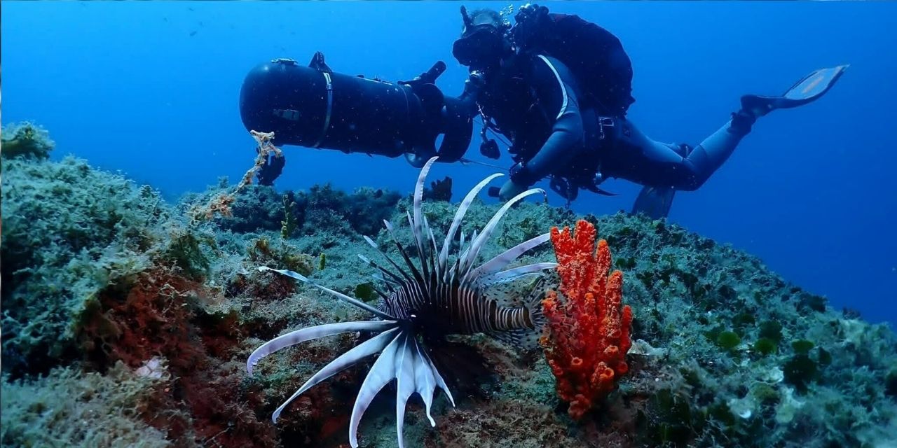 Kuşadası dalış tutkunlarının gözdesi oldu: Deniz tavşanı da var