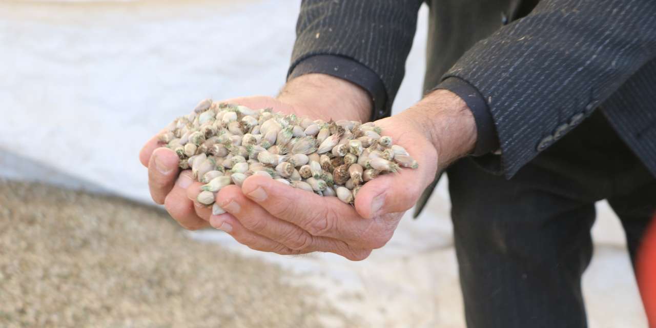 Yüksekova'da toplayıp Irak'a satıyor: Köylüleri de örgütledi