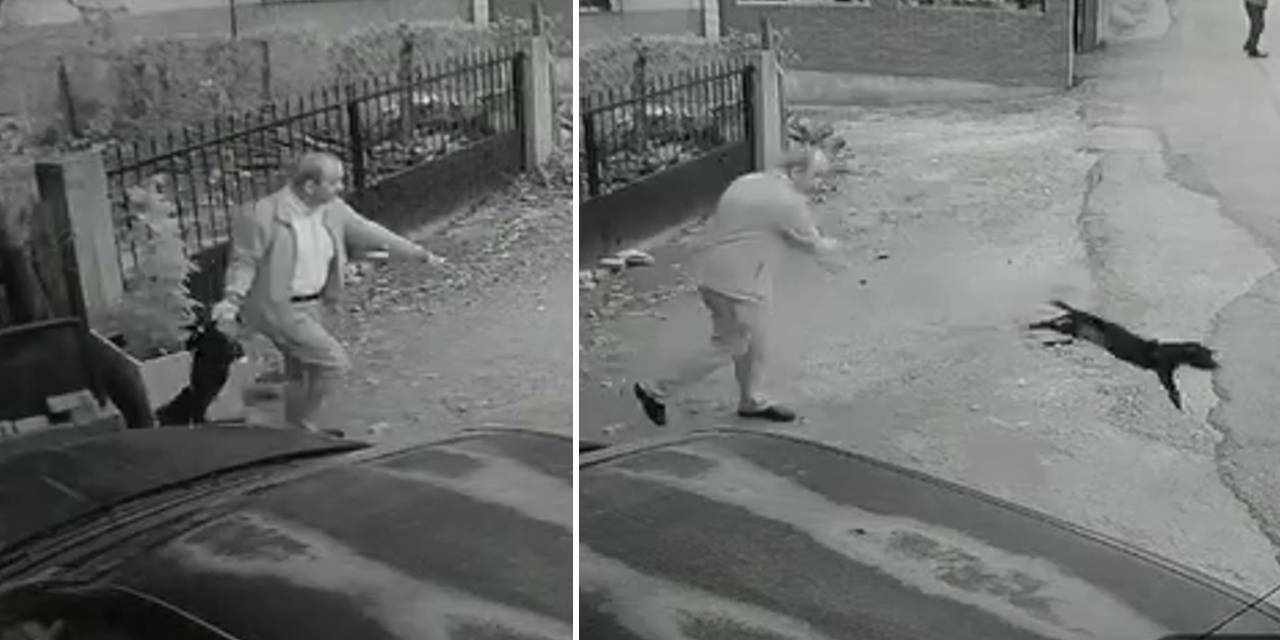 Yavru köpeği kuyruğundan tutup yere fırlattı: Köpeğin acı çığlıkları yürekleri dağladı