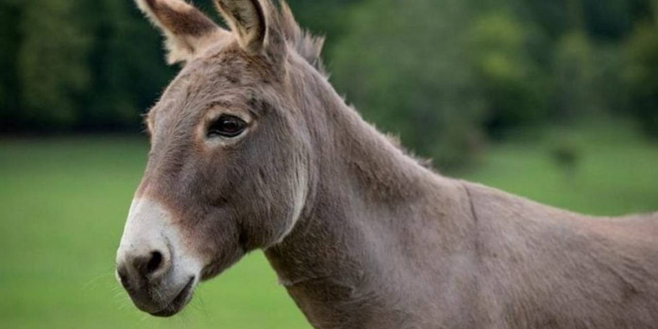 Mardin’de otomobilin çarptığı eşek ile üzerindeki kişi yaralandı