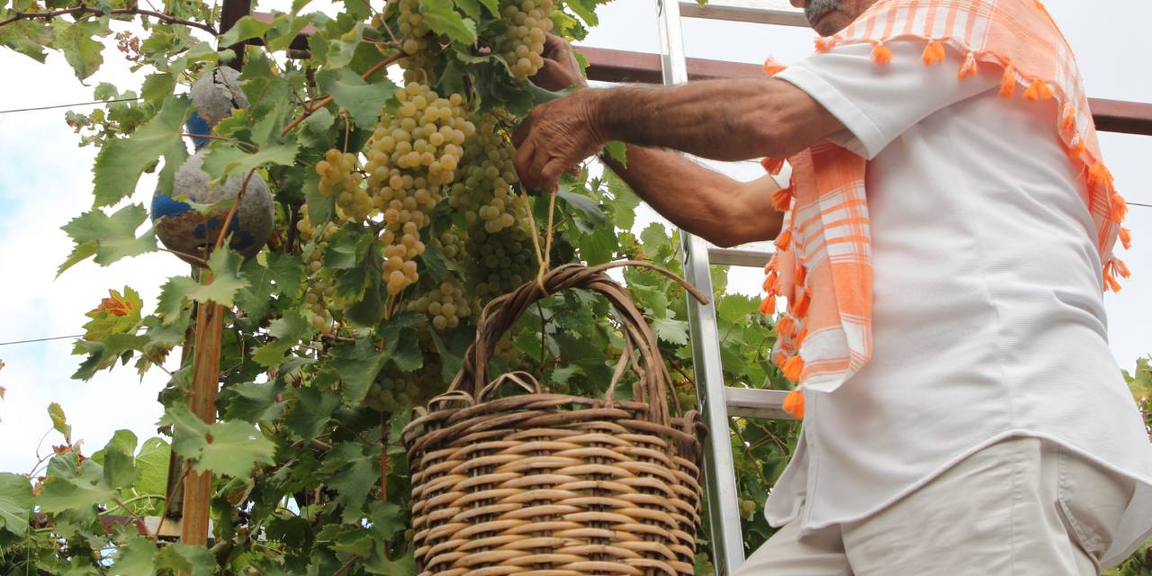 Tarihi üzüm tescillendi Türkiye’den sipariş yağıyor