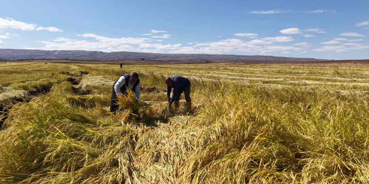 İstanbul'dan memleketlerine döndüler: Karacadağ eteklerinde pirinç üretimine başladılar!