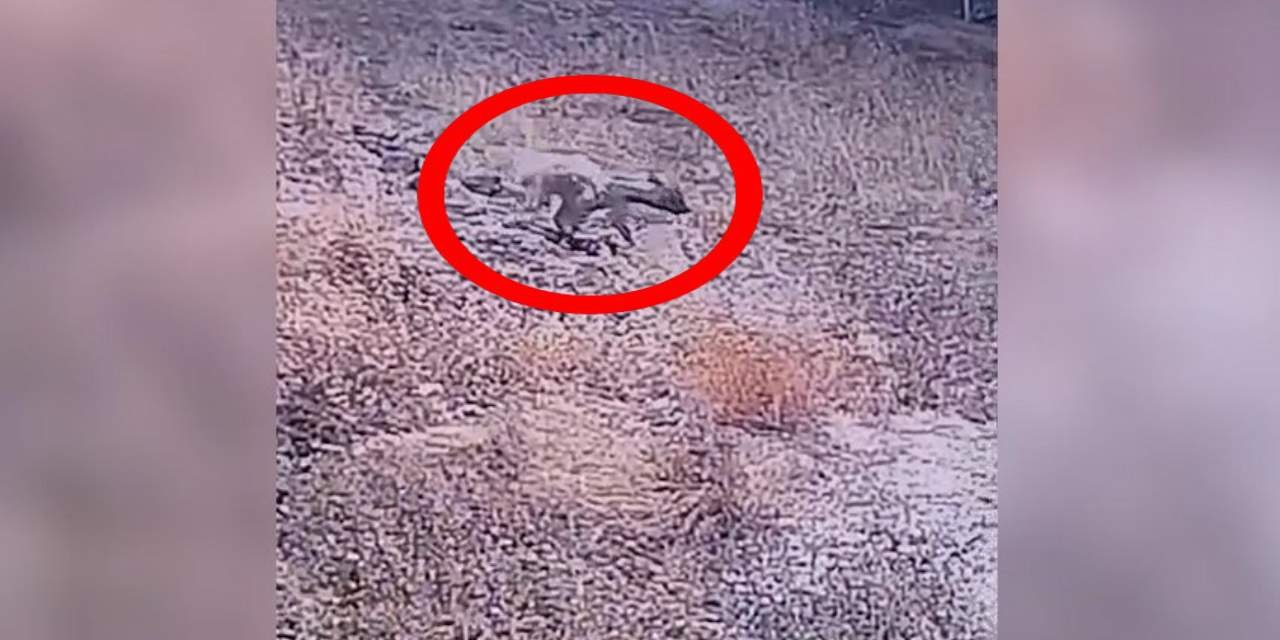 Neslinin tükenildiği zannediliyordu! Yıllar sonra görüldü: Belediye o görüntüleri paylaştı